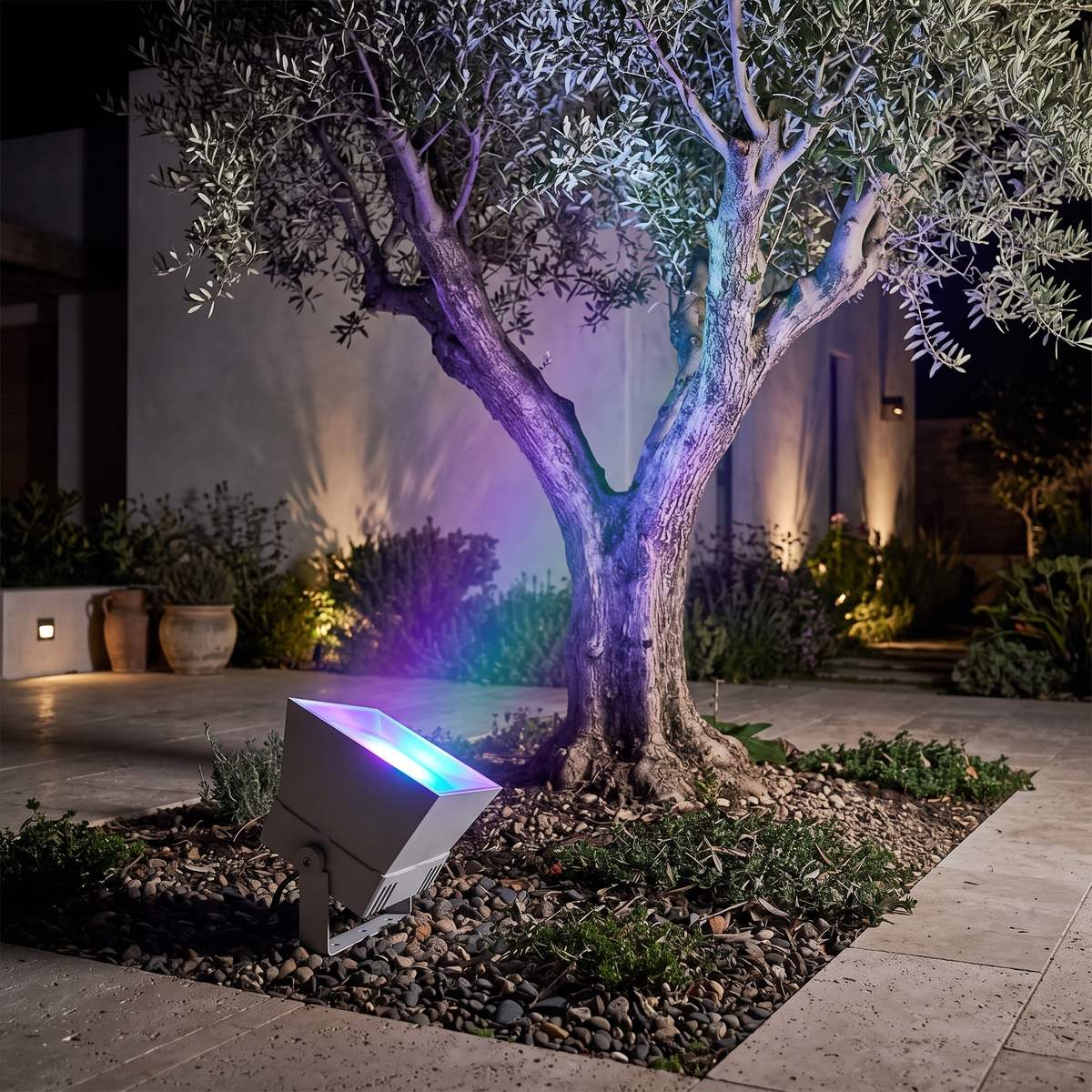Spectra RGB outdoor floodlight uplighting an olive tree in a contemporary garden at dusk